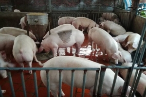 Giá heo hơi 14/8: Điều chỉnh giảm 1.000 đồng/kg tại một số địa phương