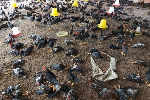 Vừa hết cách ly COVID, Buôn Ma Thuột lại công bố dịch cúm H5N6