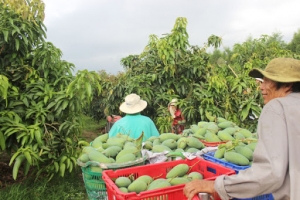 Trung Quốc tạm ngừng nhập khẩu xoài Việt Nam
