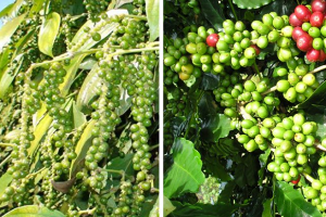 Thị trường giá nông sản 24/8: Giá hồ tiêu tăng cao nhất trong tuần