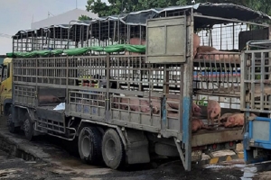 TP.HCM: Tăng cường kiểm tra, ngăn chặn vận chuyển heo trái phép qua biên giới