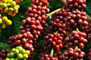 Giá cà phê hôm nay 31/8: Biến động không đều ở các vùng
