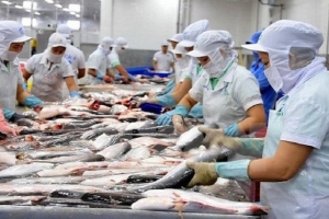 Xuất khẩu cá tra sang thị trường Mỹ tăng trở lại