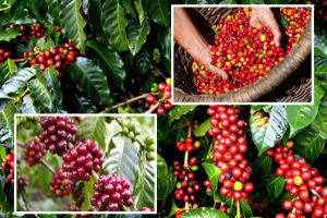 Thị trường giá nông sản ngày 3/9: Giá cà phê tăng, tiêu đi ngang