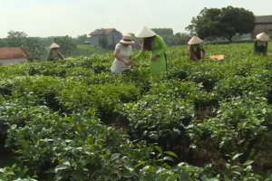 Thái Nguyên: Phát triển mô hình nông nghiệp gắn với du lịch sinh thái