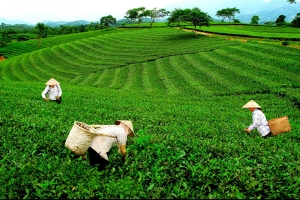 Thái Nguyên: Thúc đẩy phát triển thương hiệu chè