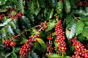 Giá cà phê nguyên liệu ngày hôm nay 8/9: Dao động 33.100 - 33.500 đồng/kg