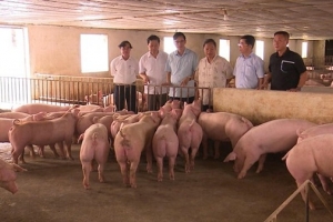 Phú Thọ: Nghiên cứu, khảo sát kết quả phát triển kinh tế trang trại