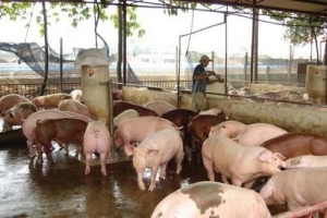 Giá heo hơi ngày 11/9: Duy trì đà tăng từ 1.000 - 2.000 đồng/kg tại một số địa phương