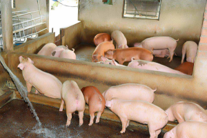 Giá heo hơi ngày 16/9: Tiếp đà tăng ở miền Bắc và miền Nam