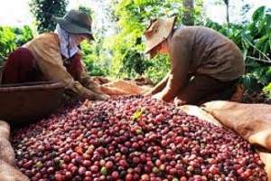 Thị trường giá nông sản 18/9: Giá tiêu đi ngang, cà phê giảm nhẹ