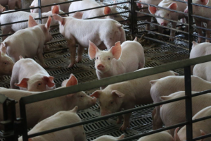 Giá heo hơi ngày 19/9: Điều chỉnh tăng nhẹ từ 1.000 - 2.000 đồng/kg