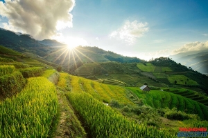 Thiên đường mùa lúa chín Mù Cang Chải