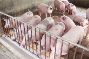 Giá heo hơi ngày 25/9: Giảm nhẹ tại ba miền, thấp nhất 74.000 đồng/kg