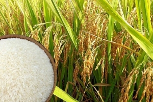 Giá lúa gạo ngày 25/9: Tiếp tục giảm tại các tỉnh ĐBSCL