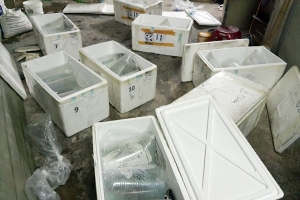 Phát hiện 146 cá thể cá rồng nhập khẩu trái phép theo đường hàng không