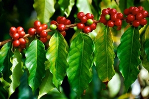 Thị trường nông sản ngày 3/10: Giá cà phê đi ngang, tiêu vượt mức 51.000 đồng/kg