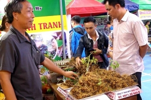 Quảng Nam: Phiên chợ sâm Ngọc Linh lần thứ 35 đạt doanh thu 3,6 tỷ đồng