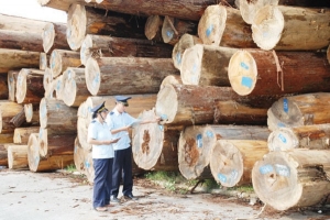 Hải quan tăng cường kiểm soát gỗ nguyên liệu bạch dương nhập khẩu từ Trung Quốc