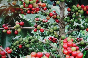 Thị trường nông sản ngày 10/10: Giá cà phê, tiêu cùng tăng