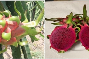 Bảo hộ Chỉ dẫn địa lý “Châu Thành Long An” cho sản phẩm thanh long