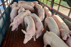 Giá heo hơi ngày 20/10: Tại miền Bắc ghi nhận mức giá thấp nhất là 60.000 đồng/kg