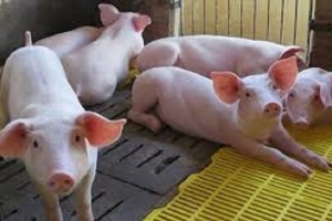Thanh Hóa: Đẩy mạnh các giải pháp phòng, chống bệnh dịch tả lợn châu Phi tái phát
