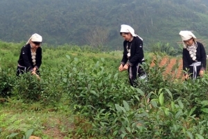 Xây dựng thương hiệu chè Shan tuyết