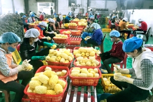 Lập đường dây nóng gỡ khó về xuất khẩu nông sản sang Trung Quốc