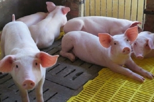Giá heo hơi hôm nay 31/10: Đồng loạt điều chỉnh từ 1.000 - 3.000 đồng/kg tại nhiều tỉnh thành