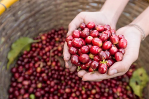 Thị trường nông sản ngày 15/11: Chốt tuần, giá tiêu tăng, cà phê đi ngang