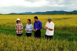 Thanh Hóa: Sản xuất Lúa theo hướng phát triển nông nghiệp bền vững