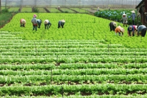 Thanh Hóa: Hiệu quả chính sách hỗ trợ vay vốn chương trình giảm tổn thất trong nông nghiệp