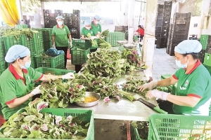 Đến 2025, thành lập mới 10.000 tổ chức kinh tế tập thể