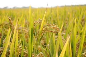 Giá lúa gạo ngày 24/11: Giảm từ 100 – 300 đồng/kg