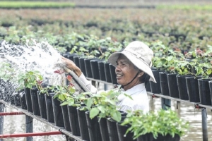 Người trồng hoa khu vực ĐBSCL tất bật phục vụ thị trường Tết