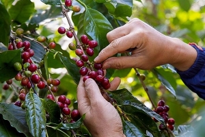 Thị trường giá nông sản ngày 6/12: Giá cà phê, tiêu đồng loạt quay đầu giảm phiên cuối tuần