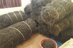 Việt Nam và Trung Quốc sắp ký trực tuyến Nghị định thư về xuất khẩu thạch đen