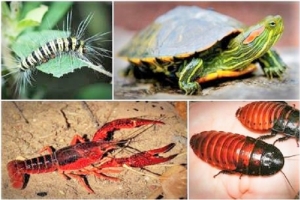 Tăng cường quản lý, kiểm soát loài ngoại lai xâm hại