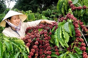 Thị trường giá nông sản ngày 10/12: Giá cà phê giảm nhẹ, tiêu đi ngang