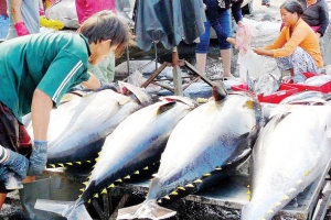 EU tăng hạn ngạch nhập khẩu cá ngừ lên 35.000 tấn