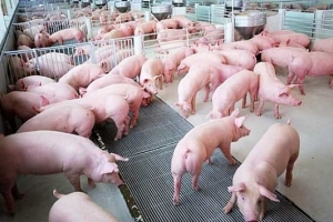 Tuần qua, giá heo hơi tại miền Bắc tăng đến 7.000 đồng/kg