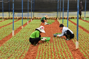 Xuống giống hơn 1.500 ha hoa Đà Lạt phục vụ Tết Nguyên đán 2021