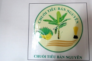 Phú Thọ: Công bố nhãn hiệu cho sản phẩm chuối tiêu Bản Nguyên