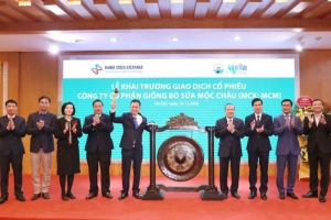 Mộc Châu Milk chính thức lên sàn sau gần một năm về chung nhà với Vinamilk