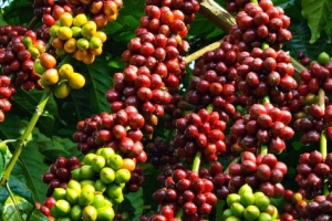 Giá cà phê ngày 20/12: Giảm nhẹ tại một số địa phương
