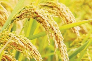 Giá lúa gạo trong nước đi ngang