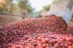 Giá cà phê ngày 29/12: Dao động mức 32.500 - 33.000 đồng/kg