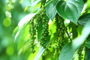 Thị trường giá nông sản ngày 31/12: Giá tiêu tăng, cà phê giảm nhẹ trong phiên cuối năm