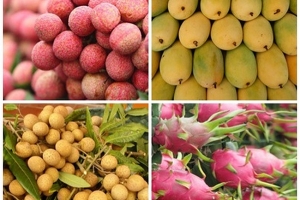 Trái cây Việt chinh phục nhiều thị trường 'khó tính'